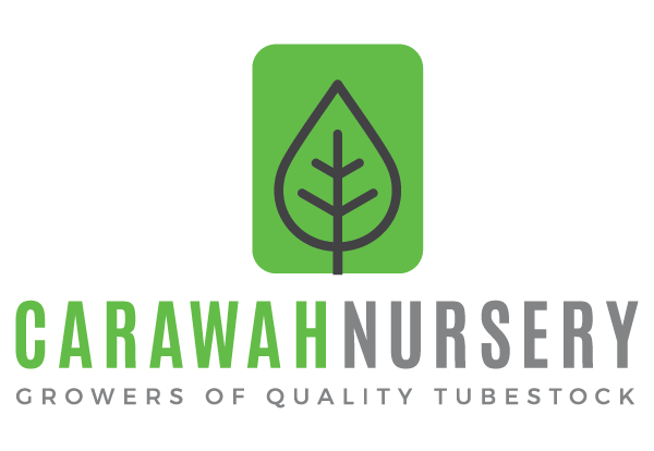 Carawah Nursery